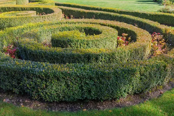 Arbustos ornamentales recortados de forma espiral de boj en el parque de otoño —  Fotos de Stock