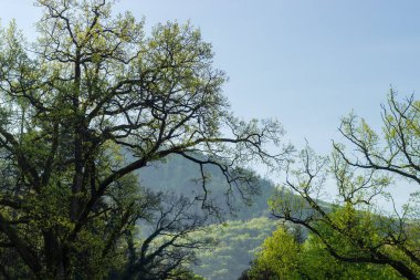 Gökyüzüne karşı eski ağaçlar ve orman yamacı.