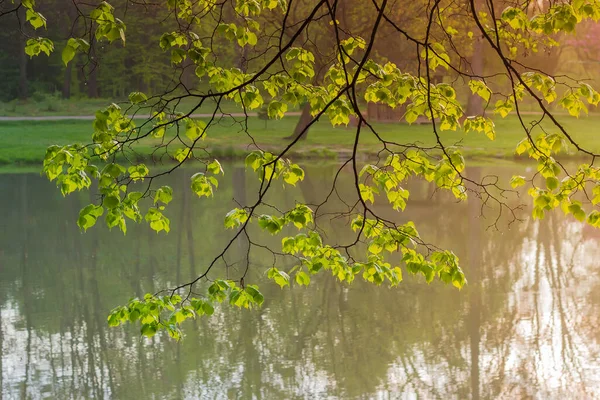 Гілка вільхи з молодим листям над водою на сході сонця — стокове фото