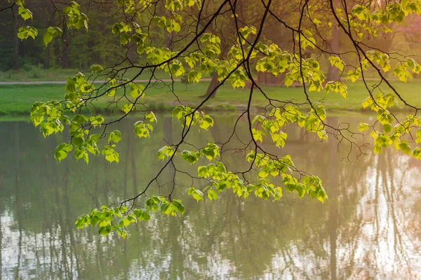 Branch of alder with young leaves over water at sunrise — 스톡 사진