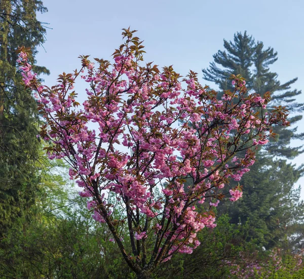 他の木に対する桜の開花木 — ストック写真