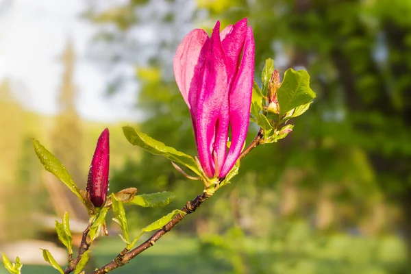 Blomst av lilla magnolia på grenen på uskarpt underlag – stockfoto