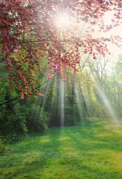 Rayos de sol en las ramas con hojas rojas en el parque de primavera — Foto de Stock