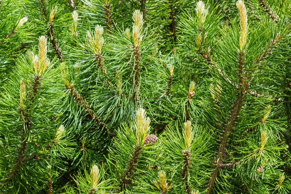 Background of branches of mountain pine with young shoots — Stock Photo, Image