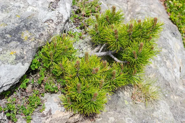 Ramos de pinheiro de montanha que crescem a partir do fosso entre pedras — Fotografia de Stock
