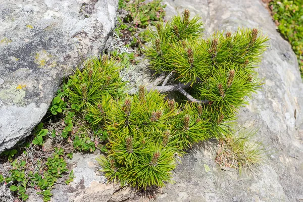 Branches of mountain pine growing from gap between stones — Stock Image Branches of mountain pine growing from gap between stones Stock Image