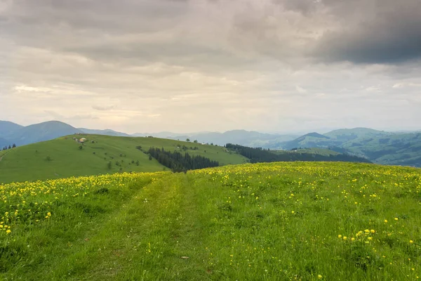 Mýtina se žlutými květy proti pohoří v Karpat — Stock fotografie