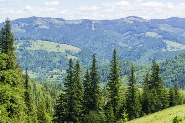 Yaz günü bir ön planda köknar ağaçlarıyla kısmen kaplı dağ yamaçları, Karpat Dağları