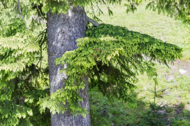 Dağın gövdesinde yetişen yaşlı ladin kırıntıları ve genç filizli dallar, arka plan