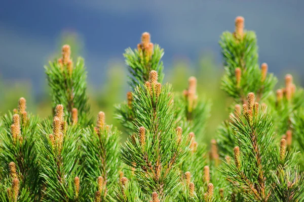 Ветви Pinus Mugo Известные Ползучие Горные Сосны Молодыми Побегами Против — стоковое фото