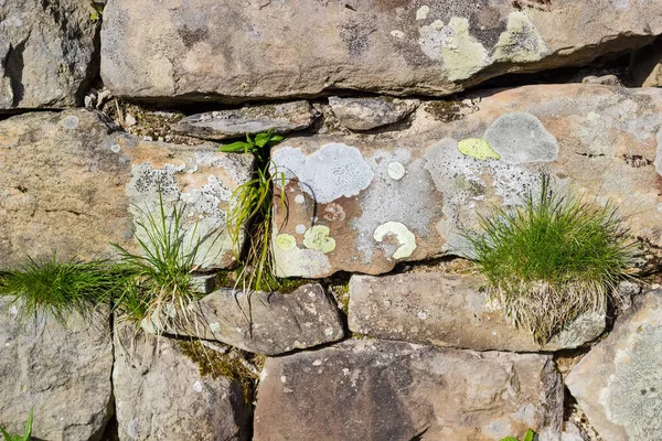 Terk Edilmiş Binaların Arka Planında Liken Yosun Ile Kaplanmış Eski — Stok fotoğraf