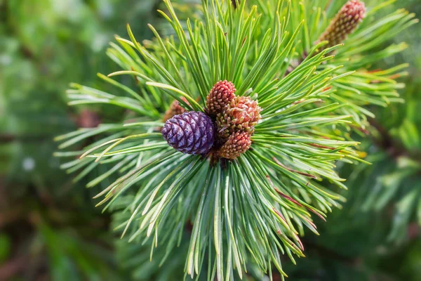 Top Branch Pinus Mugo Branch Also Known Creeping Mountain Pine — Stock Photo, Image