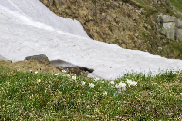 Flowering Pulsatilla Alpina Alpine Anemone White Flowers Grass Background Snow — Stock Photo, Image