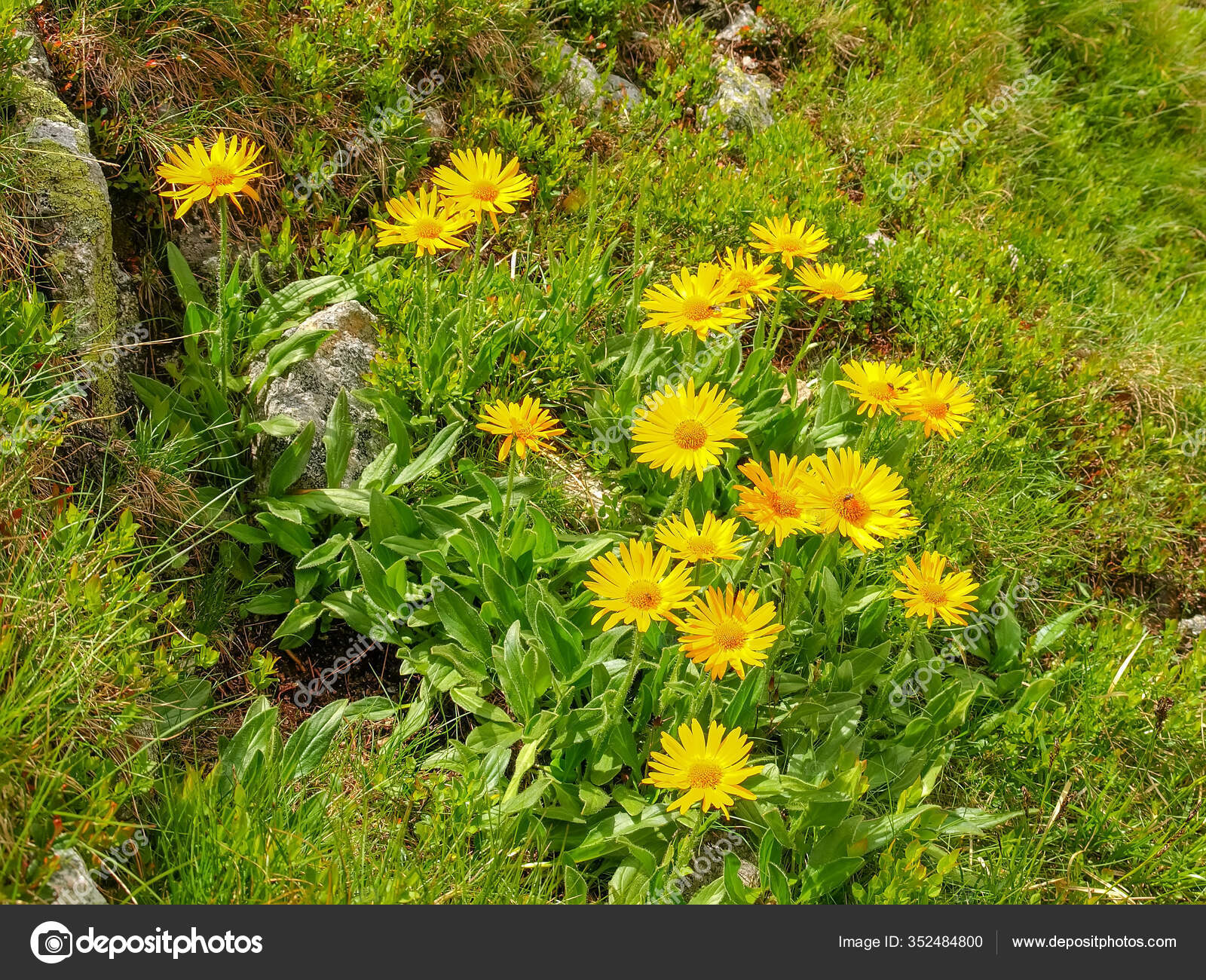 Group Flowering Arnica Montana Also Known Mountain Tobacco Mountain Arnica Stock Photo By C Anmbph