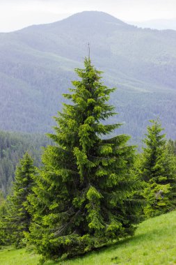 Separately growing young spruce on the mountain slope against the forest on opposite slope in the Carpathian Mountains clipart