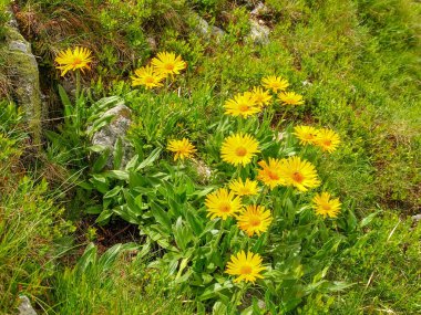 Çiçek açan Arnica Montana grubu aynı zamanda dağ tütünü ya da dağ arnikası olarak da bilinir Tatra Dağları 'ndaki çim ve taşlar arasında yamaçta yetişir.