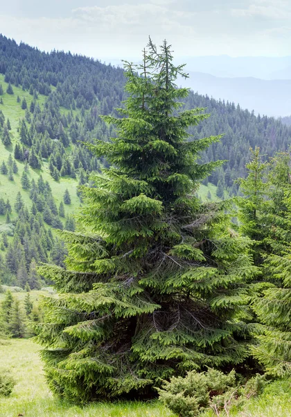 Two spruces growing together on the mountain slope against the forest on opposite slope in the Carpathian Mountains