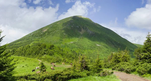 Mountain Petros Karpatach Wypasanymi Krowami Stóp Lecie Panoramiczny Widok Wschodnie — Zdjęcie stockowe