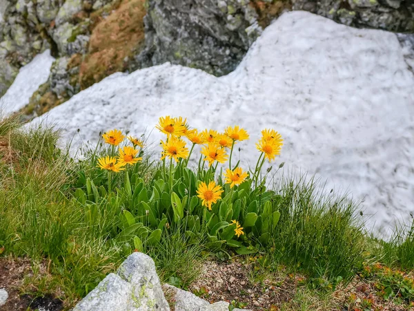 開花のブッシュタトラ山脈の雪のパッチに対して斜面に成長しているマウンテンタバコやマウンテンアルニカとしても知られているアルニカモンタナ 選択的な焦点でクローズアップを表示 — ストック写真