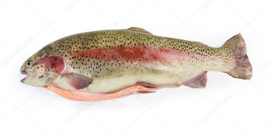 Uncooked whole fresh gutted carcass of the rainbow trout close-up on a white background