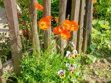 Çiçekli tarla gelincikleri ve mor. Eski ahşap çitlerin altında büyüyen sarı viyola rengi.