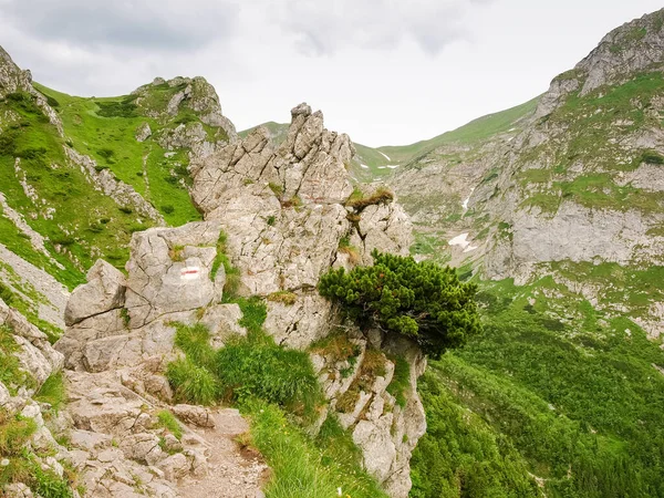 Markierter Touristenpfad Zwischen Felsigen Felsvorsprüngen Neben Ihr Wächst Auf Einem — Stockfoto