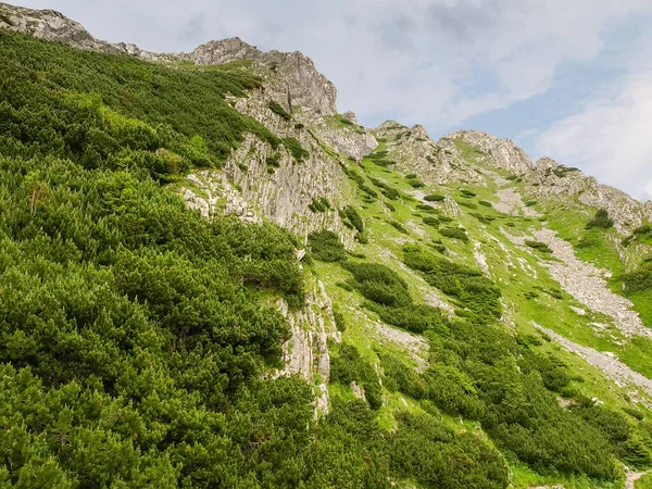 タトラ山脈の岩場の露頭と急斜面で成長する松や忍び寄る松としても知られているピヌスムーゴの密な厚さ — ストック写真