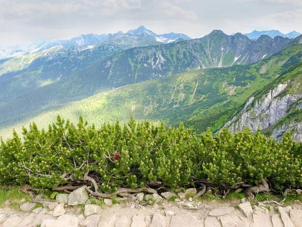 Fragment of mountain trail lined with stones beside of the thickets of mountain pine against the valley and distant ridges — Stock Image Fragment Mountain Trail Lined Stones Thickets Mountain Pine Valley Distant Royalty Free Stock Images