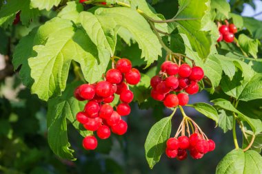 Olgun böğürtlen kümeleriyle viburnum çalılığı, seçici bir odak noktasında parça