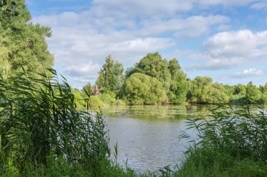 Sahilde eski söğüt ağaçları ve yaz günü ön planda sazlıklar.
