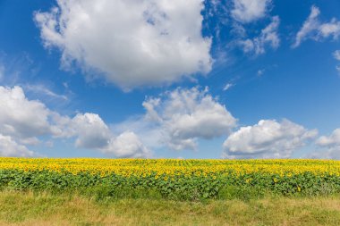 Kümülüs ve sirrus bulutlarıyla mavi gökyüzü yaz günü açan ayçiçekleri tarlasında.
