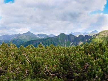 Tatra Dağları 'ndaki uzak sıradağların arka planında sürünen çam olarak da bilinen yoğun dağ çalılıkları.