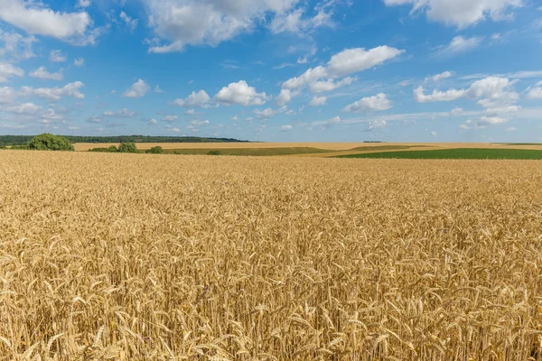 农业用地与成熟的冬小麦田在夏日的天空中的前景 — 图库照片