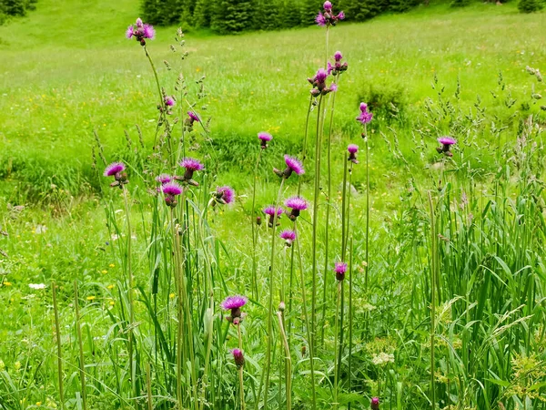 Tallos Altos Con Flores Del Arvense Cirsium También Conocido Como — Foto de Stock