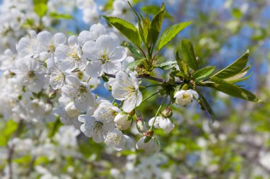 Çiçekli kiraz ağacı dalı ve bulanık arka planda taze taze yapraklar, seçici odak noktasında yakın plan  