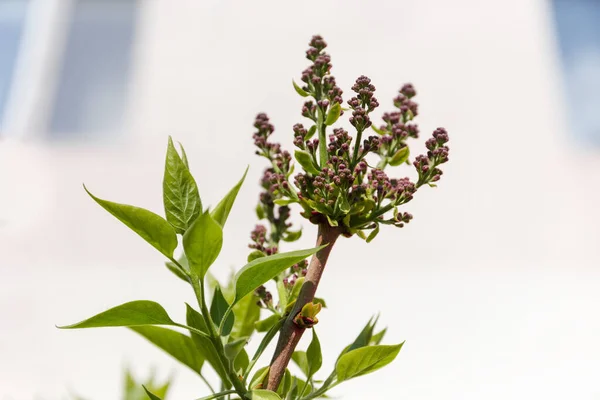 Top Lilac Branch Flower Buds Spring Shoots Young Leaves Blurred — Stock Photo, Image
