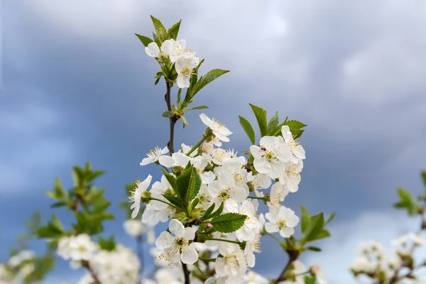 他の枝や曇天を背景に 花や新鮮な若い葉を持つ桜の枝 選択的な焦点でクローズアップ — ストック写真