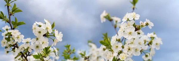 Branches Cerisier Fleurs Sur Fond Ciel Nuageux Gros Plan Sélectif — Photo