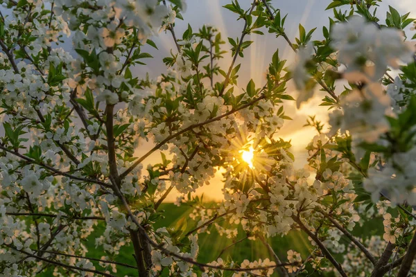 Beams Setting Sun Make Way Branches Flowering Cherry Tree Selective — Stock Photo, Image