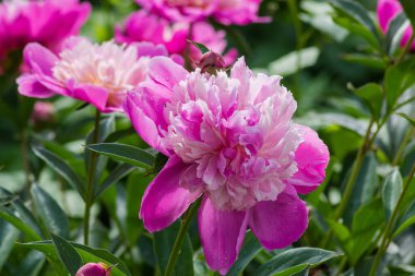Bahçenin pembe çiçekleri, aynı çiçek ve yaprakların bulanık arka planında bitkisel şakayıklar.