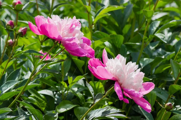 同じ植物の背景がぼやけている庭の草本牡丹の2つのピンクの花 — ストック写真