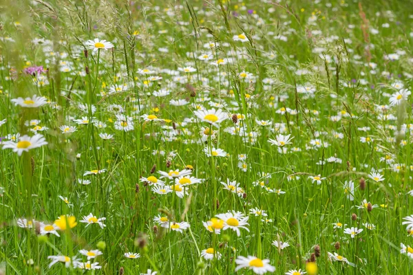 Camomilas Florecientes Entre Las Otras Flores Hierba Alta Variada Prado — Foto de Stock