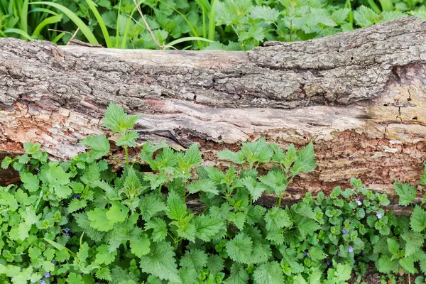 Tronco Rachado Moldando Velho Árvore Withered Parcialmente Sem Bark Que — Fotografia de Stock