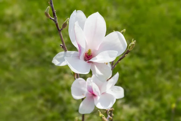Květy Bílé Lilie Magnólie Větvi Zblízka Selektivním Zaměření Rozmazané Pozadí — Stock fotografie