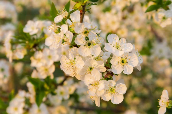 Takken Van Bloeiende Kersenboom Bij Zonsondergang Een Wazige Achtergrond Selectieve — Stockfoto