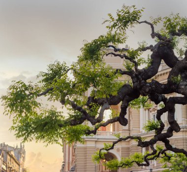 Tarihi yapıların bulanık arka planında genç bahar yaprakları olan, yaşlı bir Zaponica ağacının yapay dalları. Odesa, Ukrayna