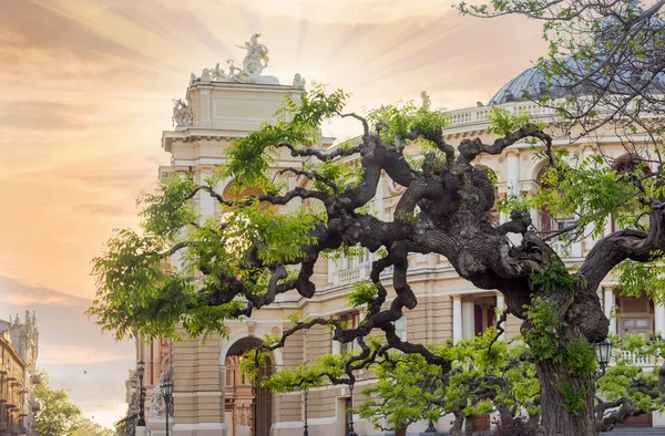 用人工形成的枝条和青春的春叶筑成的日本银杉古树映衬着剧院的历史建筑 乌克兰Odesa — 图库照片