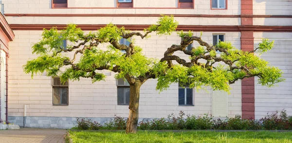Sophora japonica tree with artificially formed branches of a decorative form and young spring leaves against the building wall, panoramic view,