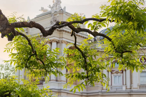 Geformte Verdrehte Äste Des Sophora Japonica Baumes Mit Jungen Frühlingsblättern — Stockfoto