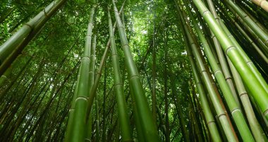 Bambu çalılıkları, alt panoramik görünüm, seçici odak noktasında yakın plan